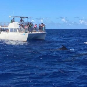 DOLPHIN CRUISE